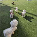 슈룹독 네이버블로그