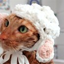 그루밍캣 압구정점 이미지