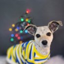 어쩔댕댕 이미지