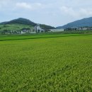 고군면 오일시장 이미지