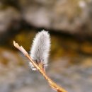 버들강아지 이미지