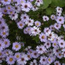 쑥부쟁이 이미지