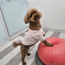 댕댕클라스 | 인천 부평 애견유치원 &amp; 애견 호텔 후기 - &lt;댕댕클라스&gt; 🤍