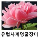 로얄바카라 이미지