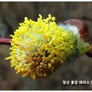 버들민박 이미지