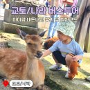 이마트24 상인청구점 | 교토 나라 버스투어 사슴공원 청수사 내돈내산 아이랑 준비물 추천
