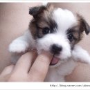 이쁜강아지 이미지