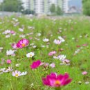 코스모스 산업 이미지