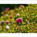 호수공원7로 이미지