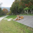 정희목장 이미지