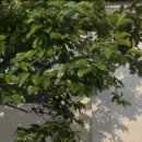 스테이 두리 이미지