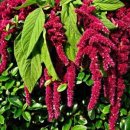 아마란스 이미지