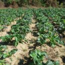 고무신농원 이미지