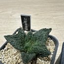 목단 | 다육노리터 - 칼큘러스 반질리,고질라목단 구매후기