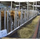 대산가축 이미지