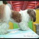 도토리 펫살롱 이미지