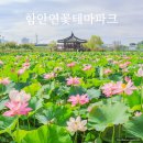 함안연꽃테마파크 | 경남 함안 연꽃 테마파크 명소 아라홍련 주차장 개화상황 여름 가볼만한곳