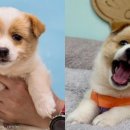 현내시장길 이미지