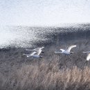 백조 - 제주시 산지로 39 | 백조