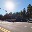 남조로사려니숲길 앞 이미지