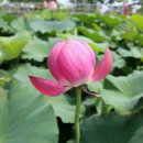 평택농장 이미지