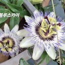 블루스카이 이미지