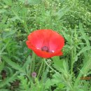 채원농원 이미지