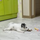 왕짱 애견스쿨 이미지