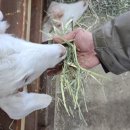 말무리목장 이미지