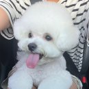 미용해주개 이미지