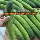 행복농장 | 삼남매행복농장 아삭함이 남다른 백다다기오이로 여름 반찬 오이무침 만들기!
