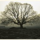 고목나무 이미지