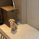 이쁘개멋있개 이미지