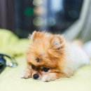 청춘애견 계룡점 이미지