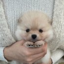 오독안심분양센터 강아지분양 고양이분양 하남점 이미지