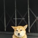 까치몰 이미지