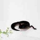 아이엠게코