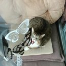 (주)아성다이소 마리오아울렛점 | 다이소 나비 입체데코 스티커(feat.고양이 장난감)