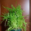 퍼리테일 이미지