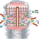 대운약품