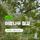 여행하는 나무 | 2026 전주 이팝나무축제 팔복동 철길 명소 개화시기