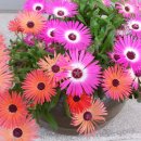 리빙스톤 이미지