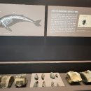 달성화석박물관 이미지