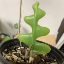 (주)쇼우몰
