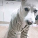 댕댕이미용 이미지