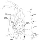 오른쪽 보각이 3개인 기형 영덕 대게 (Chionoecetes opilio) 이미지