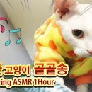 그르릉 이미지