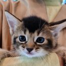 나는 고양이에 빠지다 이미지