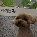 앙쥬레브 애견호텔&애견유치원 송도점 | 트리플스트리트 송도 애견카페 앙쥬레브 애견호텔&amp;애견유치원