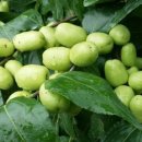 그루터기 이미지